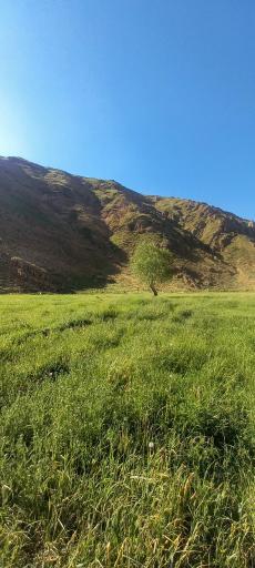 عکس دشت هویج گرچال