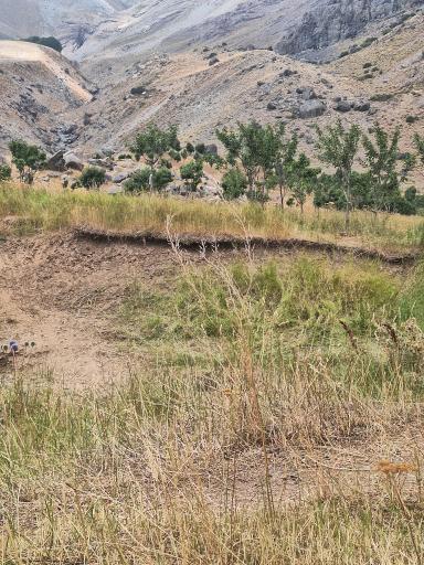 عکس دشت هویج گرچال