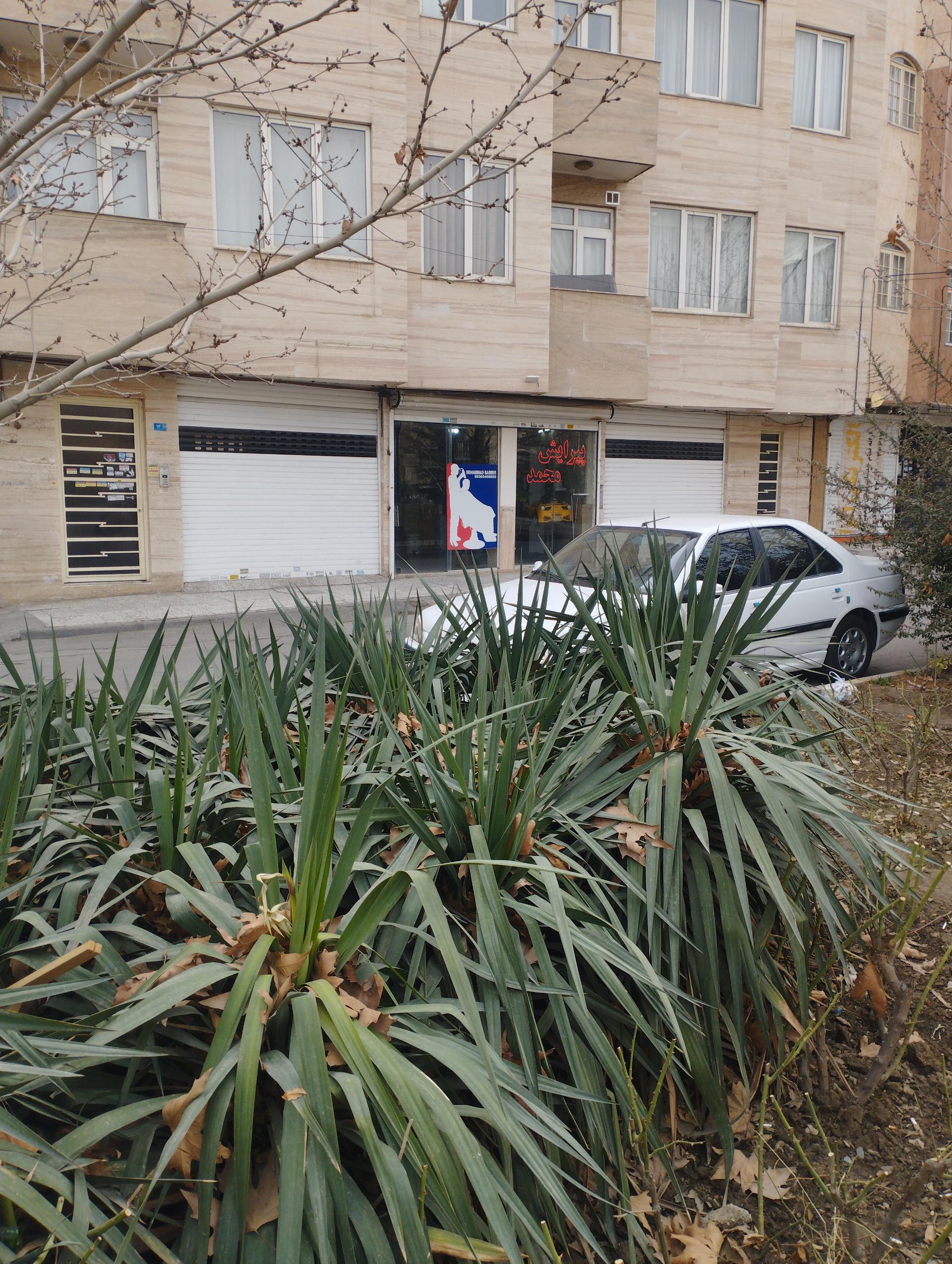 عکس پیرایش محمد