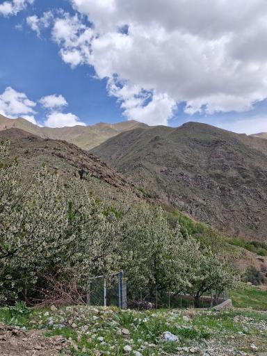 عکس دشت هویج گرچال