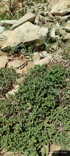 عکس دشت هویج گرچال