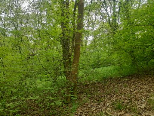 پارک شهید زارع ساری