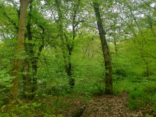 پارک شهید زارع ساری