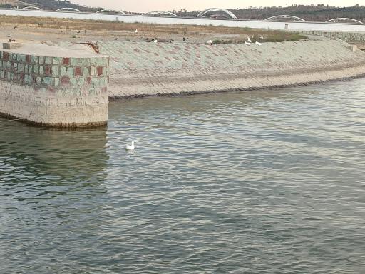 عکس ساحل دریاچه شهدای خلیج فارس