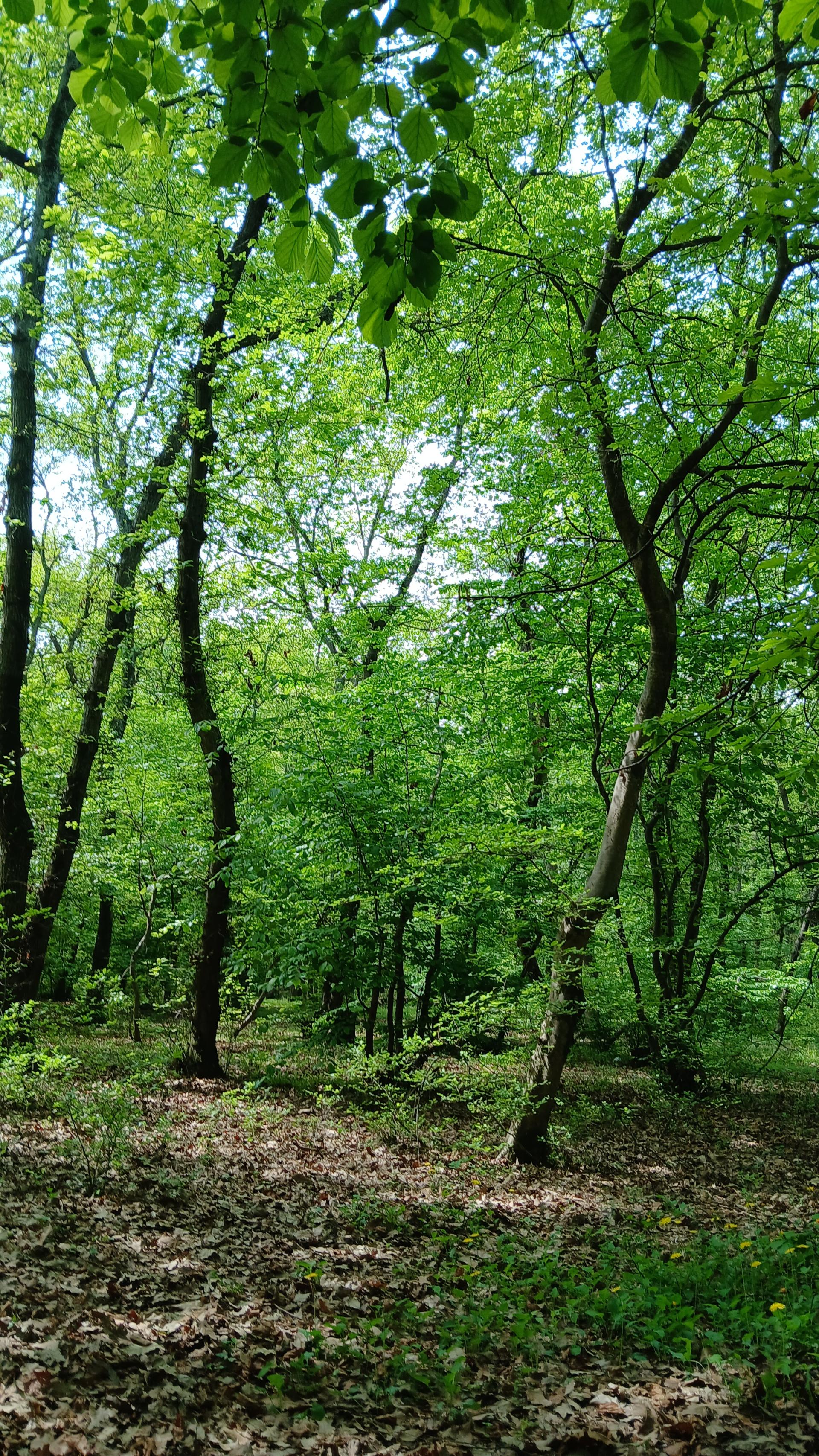 عکس پارک شهید زارع ساری