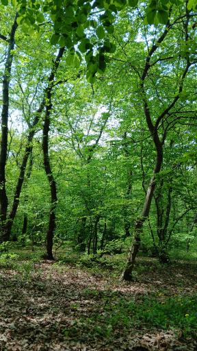 پارک شهید زارع ساری