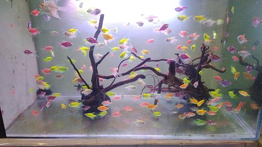 عکس آکواریوم آقای ماهی