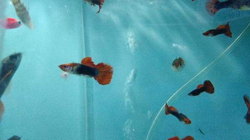 عکس آکواریوم آقای ماهی