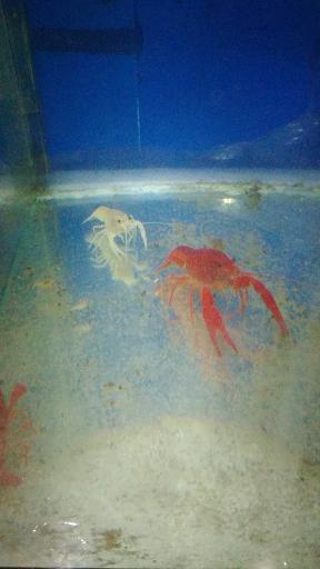 عکس آکواریوم آقای ماهی