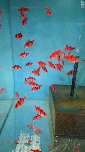 عکس آکواریوم آقای ماهی