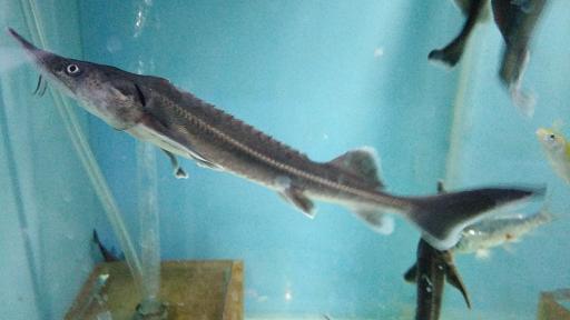 عکس آکواریوم آقای ماهی