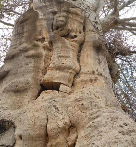 عکس درخت چنار تاریخی باغوار
