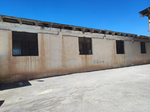 عکس میوه همیشه بهار زنده