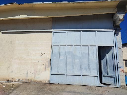 عکس میوه همیشه بهار زنده