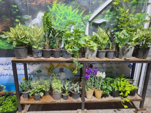 عکس آکواریوم آقای ماهی