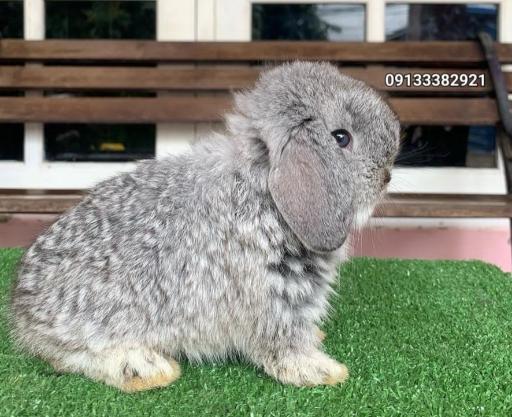 عکس پانی پت