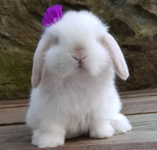 عکس پانی پت