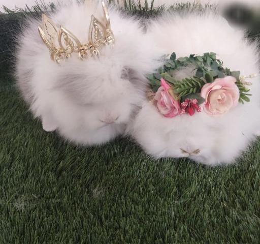 عکس پانی پت