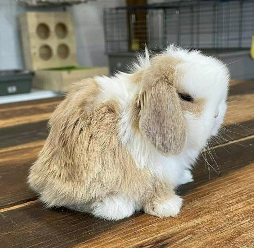 عکس پانی پت