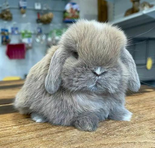 عکس پانی پت