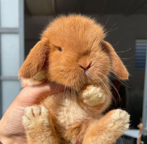 عکس پانی پت