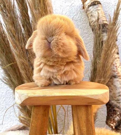 عکس پانی پت