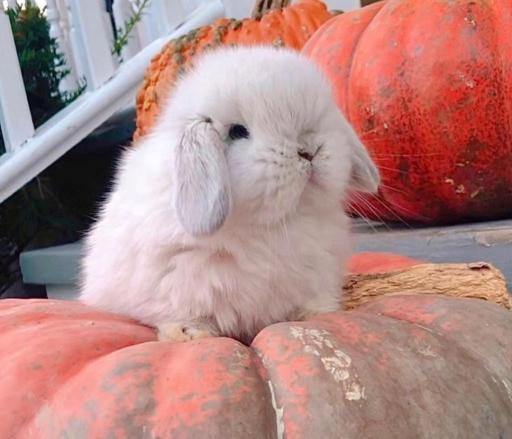 عکس پانی پت