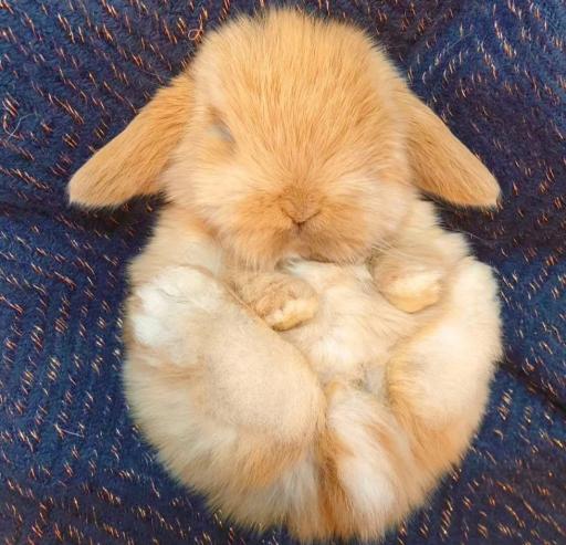 عکس پانی پت