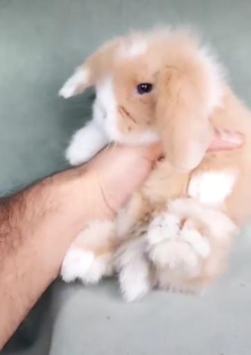 عکس پانی پت