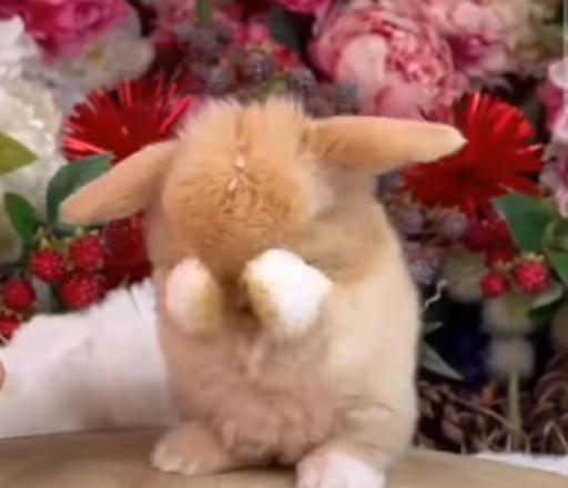 عکس پانی پت