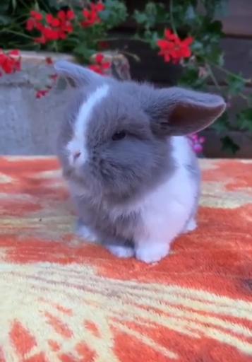 عکس پانی پت