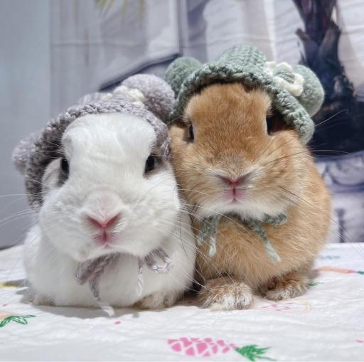 عکس پانی پت