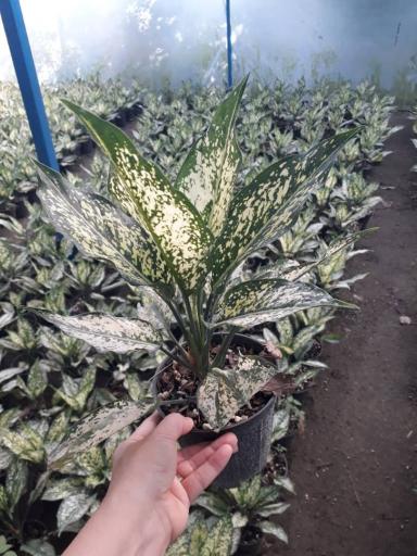 عکس گلخانه گل ناز