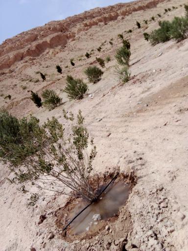 عکس بوستان کوهستانی زائر