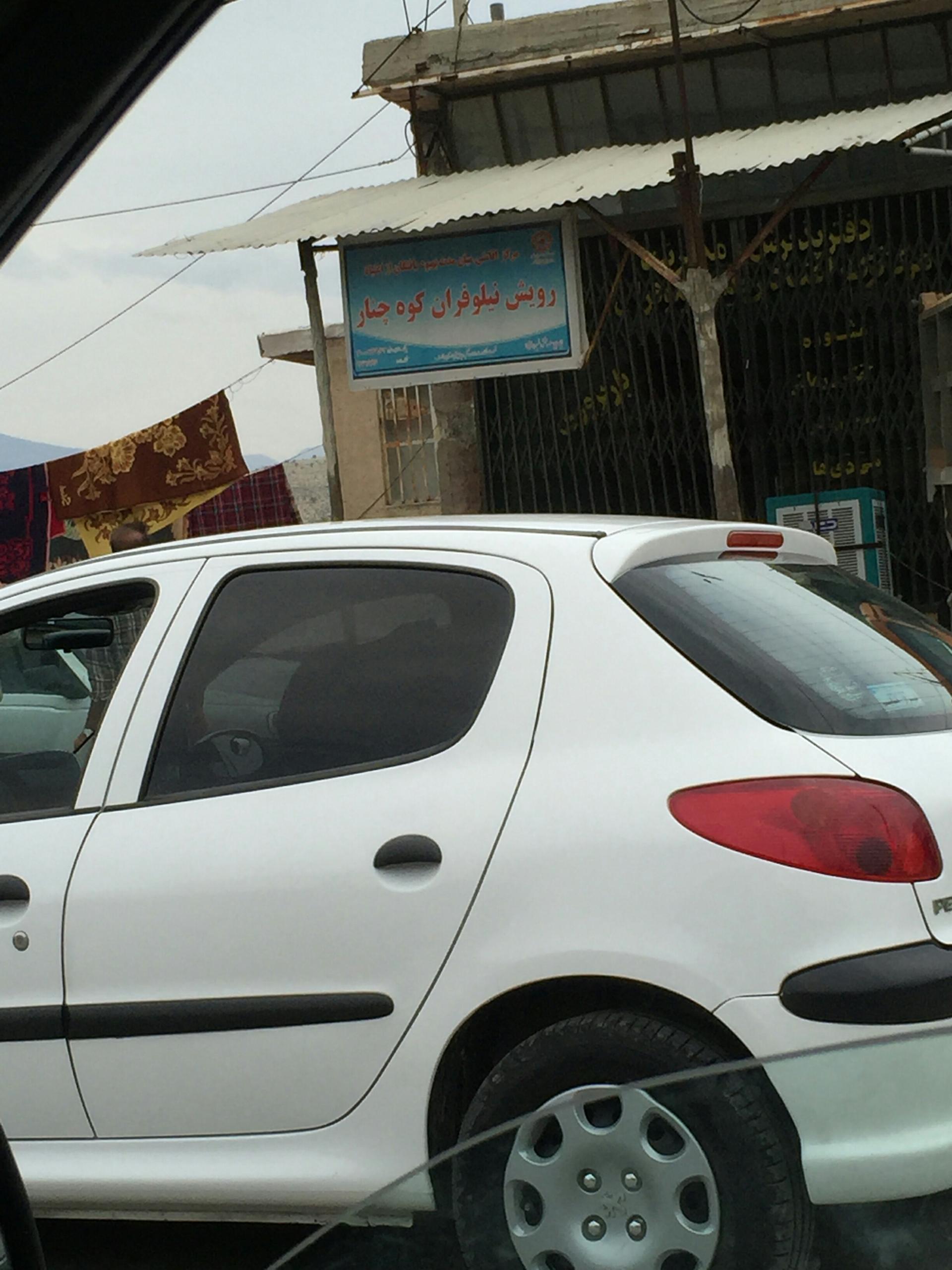 عکس رویش نیلوفران کوه چنار