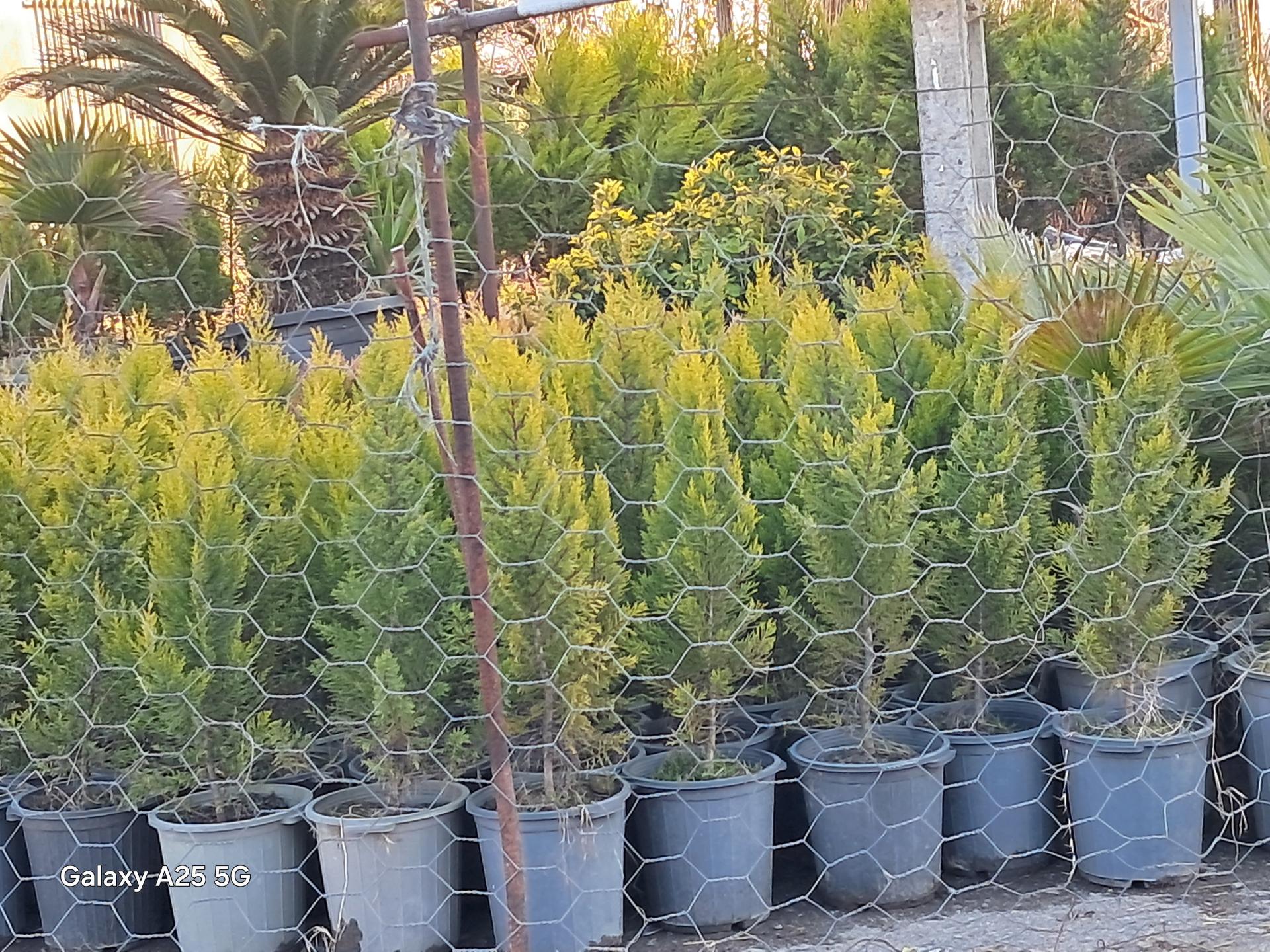 عکس گللکده و نهال