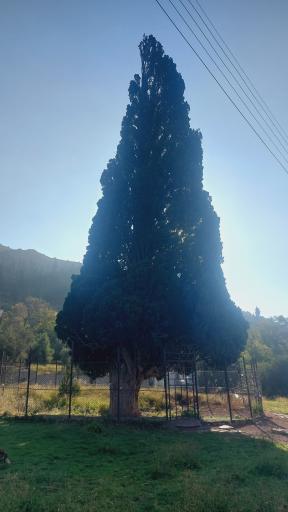 عکس سرو کهنسال هرزویل