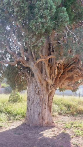 عکس سرو کهنسال هرزویل