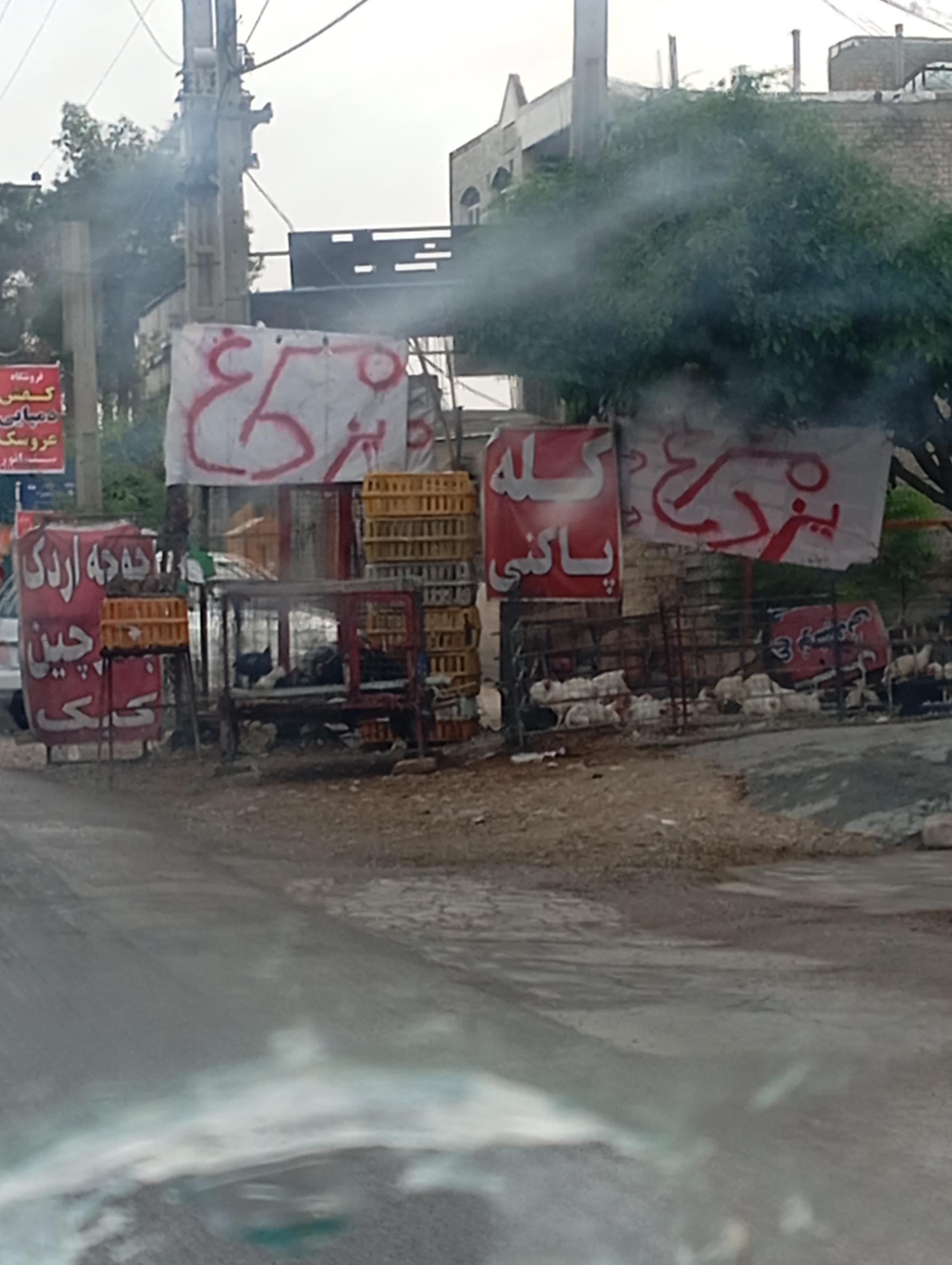 عکس مرغ فروشی جوجه اردک و بلدرچین