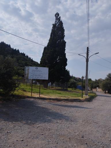 عکس سرو کهنسال هرزویل