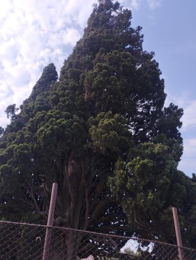 عکس سرو کهنسال هرزویل