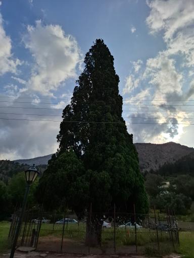 عکس سرو کهنسال هرزویل