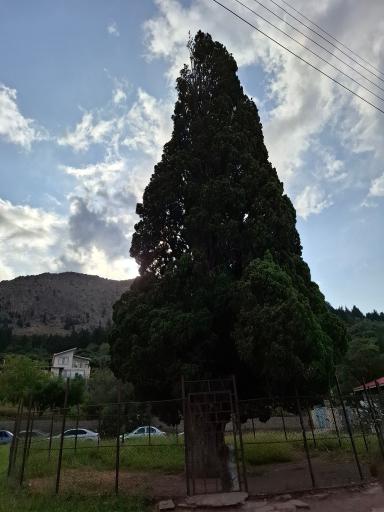 عکس سرو کهنسال هرزویل