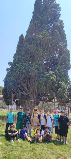 عکس سرو کهنسال هرزویل