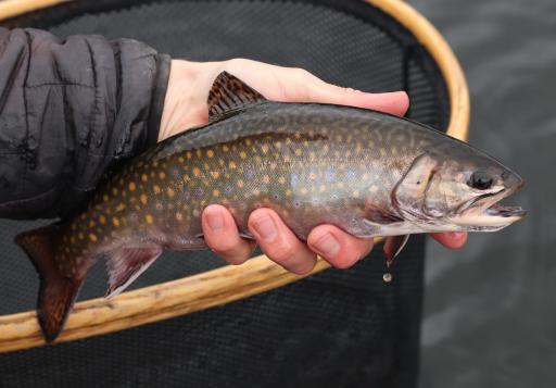 عکس ماهی سرای هراز قزل