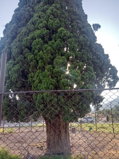 عکس سرو کهنسال هرزویل