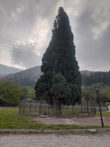 عکس سرو کهنسال هرزویل