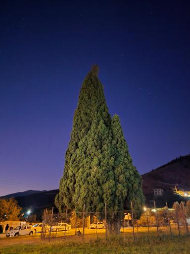 عکس سرو کهنسال هرزویل