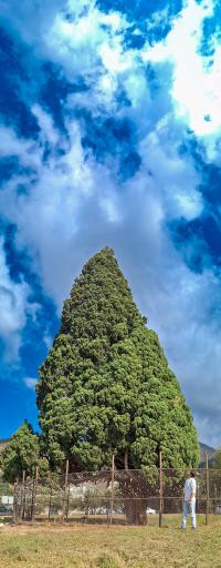 عکس سرو کهنسال هرزویل