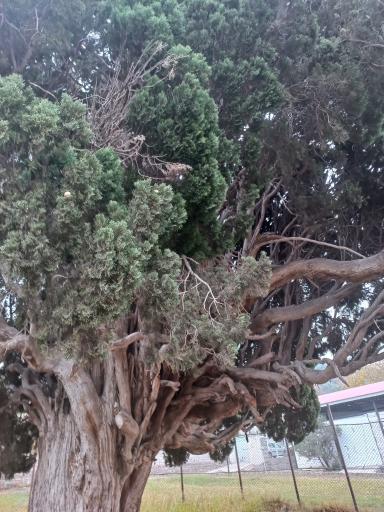 عکس سرو کهنسال هرزویل